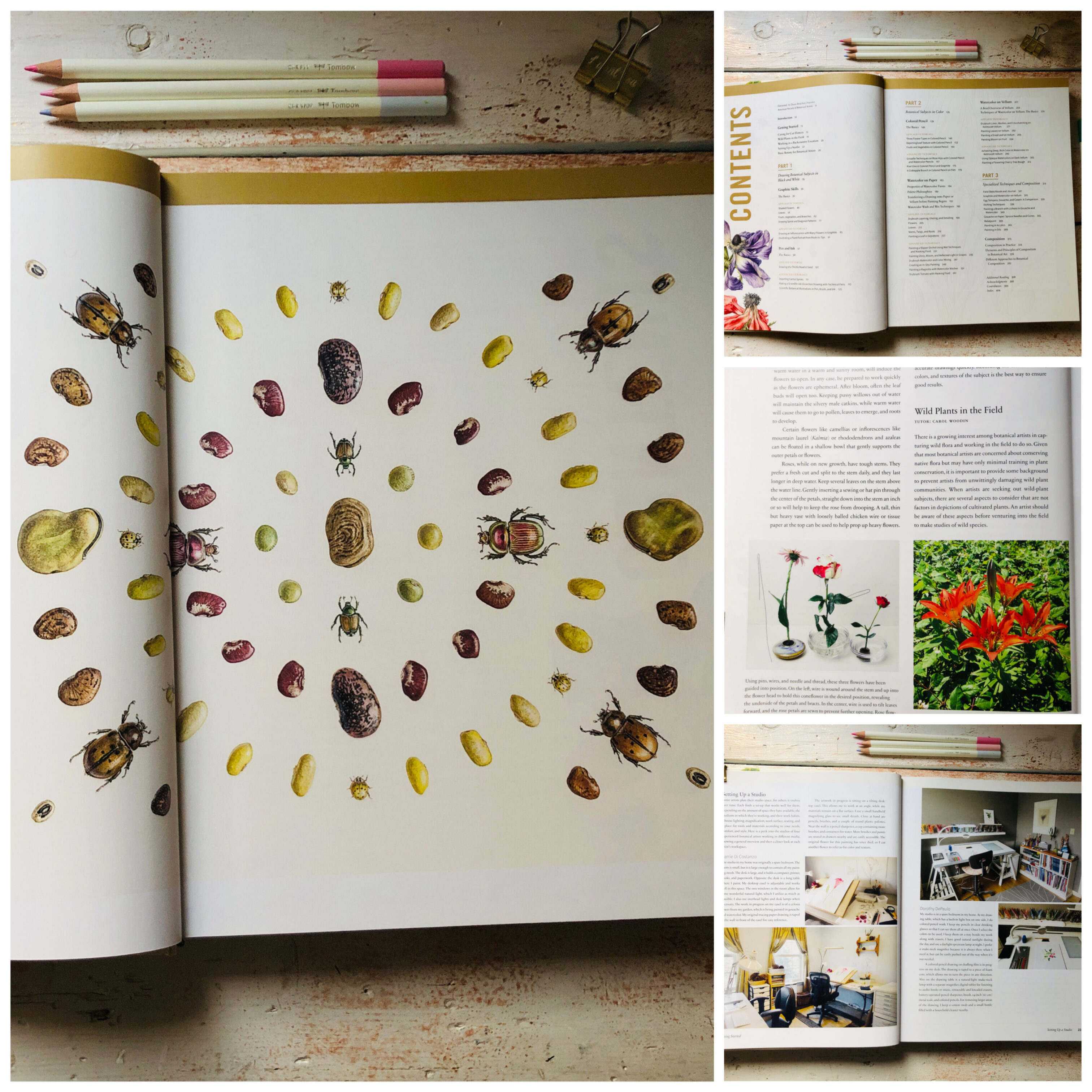 Manuale di illustrazione botanica