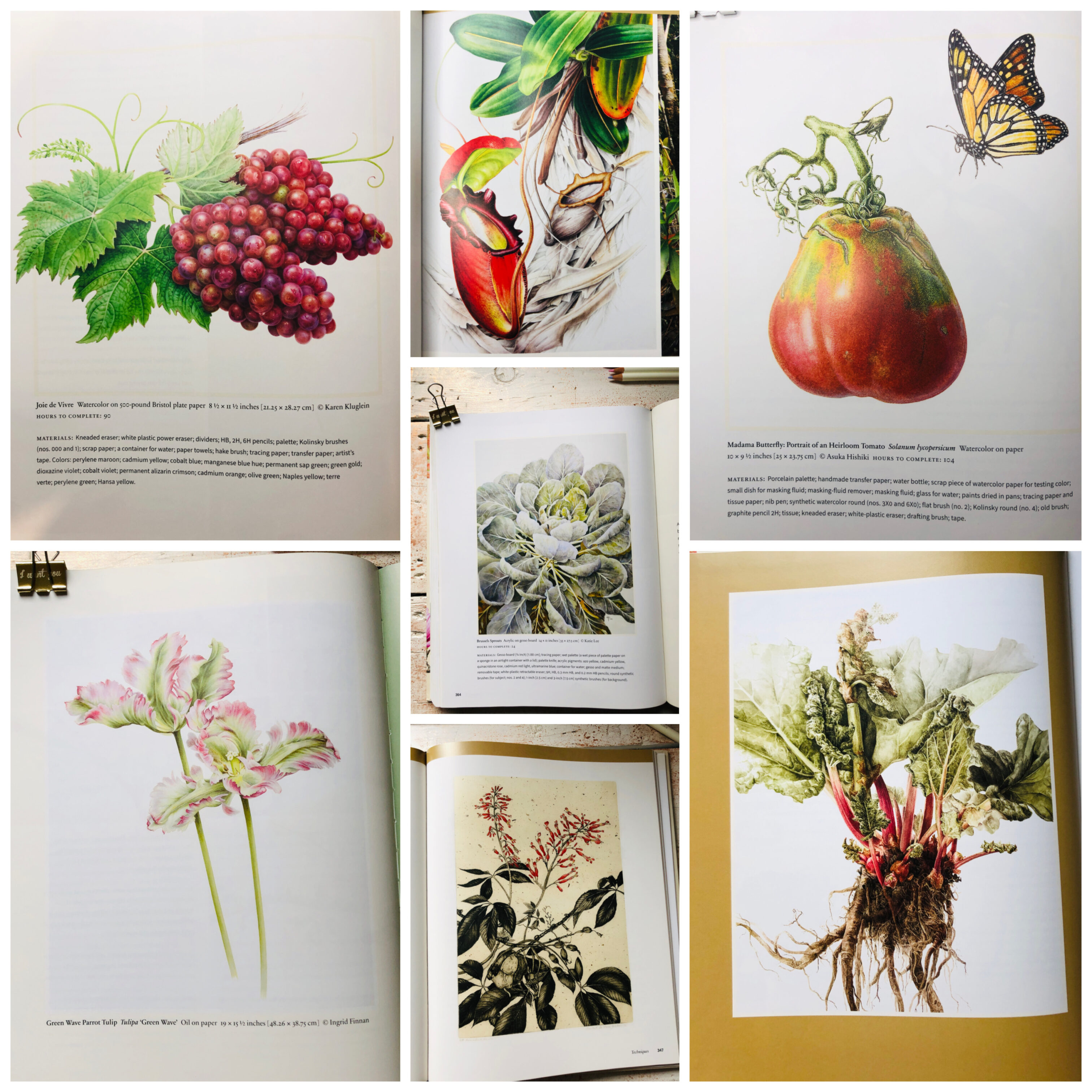 Botanical Art Techniques guida completa per artisti botanici realizzato dall’ASBA in collaborazione con i migliori artisti botanici attuali