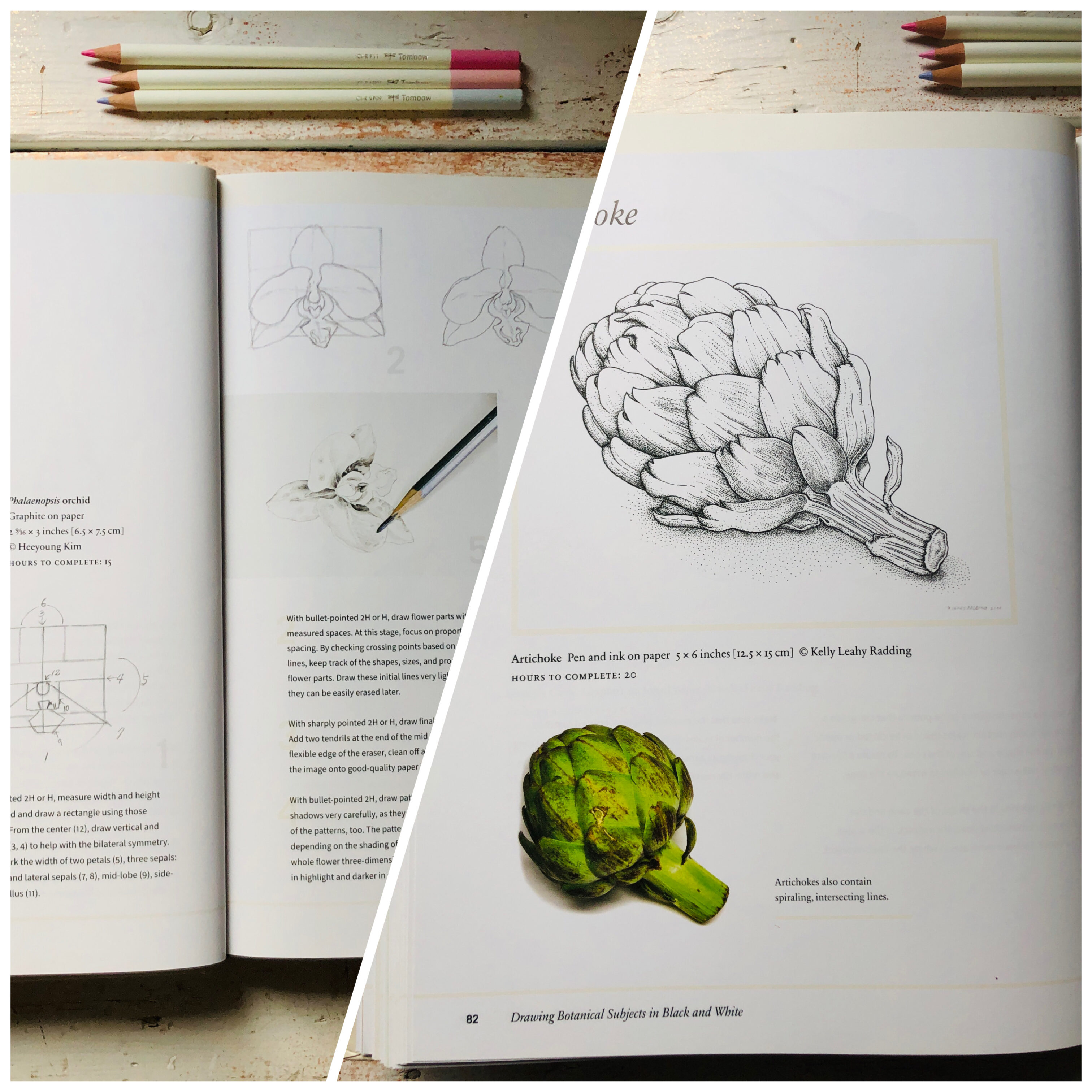 Manuale di illustrazione botanica